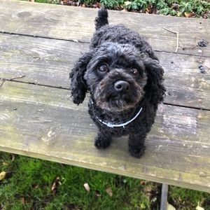 Meet your Posher, Terry